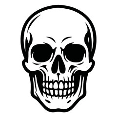 Fototapeta premium A classic, detailed illustration of a human skull viewed from the front.