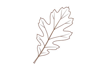A simple, elegant illustration displays a single, detailed oak leaf against a stark black background.