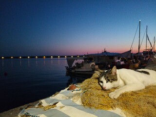 Cat in Thought at the Purple Sunset, Peloponnese