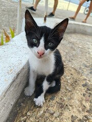 Newborn Kitten Licking Its Whiskers