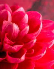 Fototapeta premium Close-up of vibrant red dahlia flower