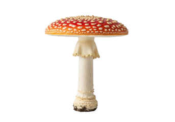 Vividly detailed close-up of a red and white spotted mushroom against a stark black backdrop.