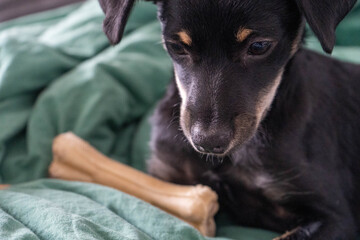 Small black mixed-breed dog lying comfortably on a bed with soft bedding. Relaxed and peaceful pet...