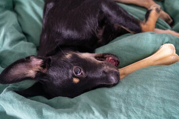 Small black mixed-breed dog lying comfortably on a bed with soft bedding. Relaxed and peaceful pet...