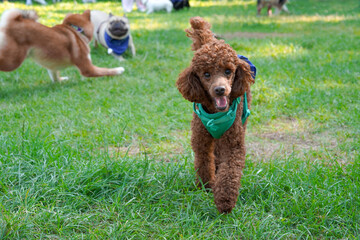 Playful Tan Brown Poodle Running at Dog Park. Dog walking area.