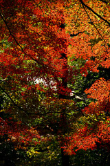 Background material photo of Japanese maple with autumn leaves