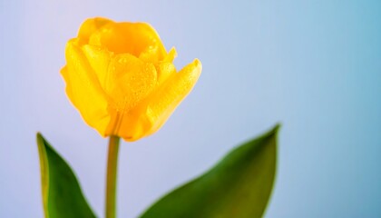 Close-up of a bright yellow tulip with water droplets against soft gradient background