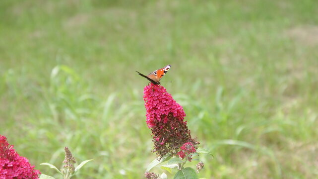 SONY DSC