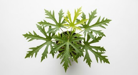A vibrant green plant with intricately shaped leaves on a clean white background
