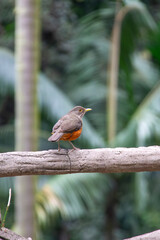 A rufous-bellied thrush, a common bird in South America, perched on a wooden branch, with its body to the side, in a setting of green vegetation and tree trunks in the background.