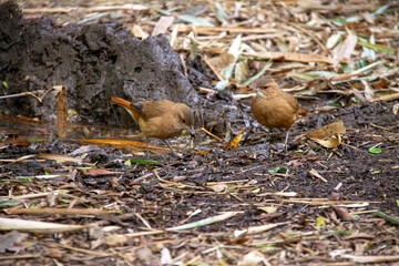 Two Rufous Horneros, birds known for their mud nests, exploring the ground for food in a humid...