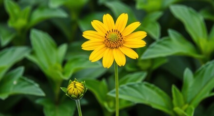 Vibrant yellow daisy like flower blooms amidst lush green foliage in a garden