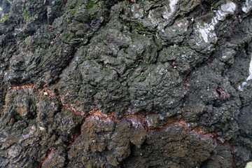 Tree Bark Texture, Rough Wood Surface, Natural Bark Pattern, Rustic Tree Bark Background
