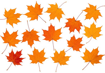 Fototapeta premium Vibrant autumn maple leaves, various shades of orange and red, arranged on a striking black background, creating a visually appealing design.