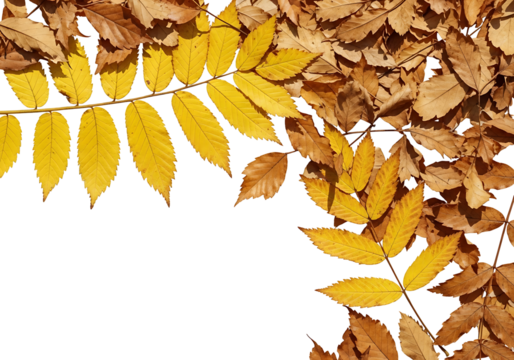 Vibrant yellow and brown autumn leaves form a striking border against a stark black background.