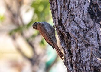 The cerrado woodcreeper (Lepidocolaptes angustirostris) is a passerine bird of the family Dendrocolaptidae.