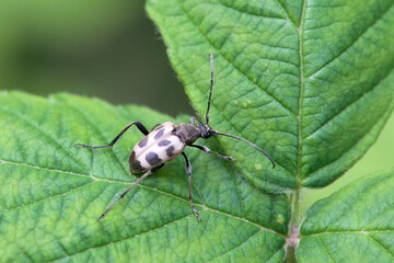 The flower longhorn beetle Pachytodes cerambyciformis
