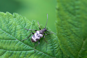 Fototapeta premium The flower longhorn beetle Pachytodes cerambyciformis