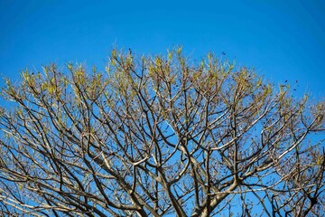 Background with dry tree texture with silhouette of twisted branches.