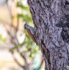 The cerrado woodcreeper (Lepidocolaptes angustirostris) is a passerine bird of the family Dendrocolaptidae.