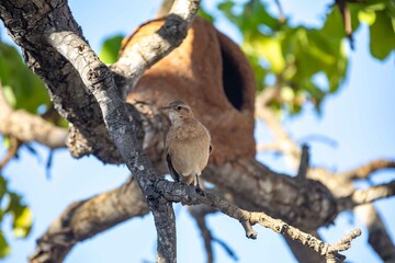 João de Barro Bird, Furnarius rufus, which makes its nest of clay. Iconic South American bird