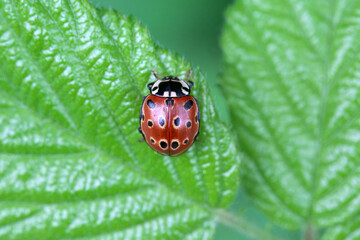Eyed ladybug, Anatis ocellata, on a leaf