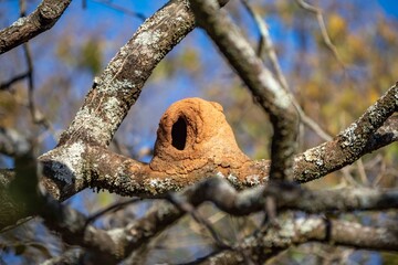 João de Barro Bird, Furnarius rufus, which makes its nest of clay. Iconic South American bird