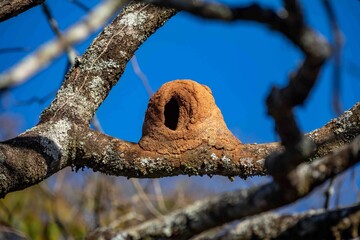 João de Barro Bird, Furnarius rufus, which makes its nest of clay. Iconic South American bird