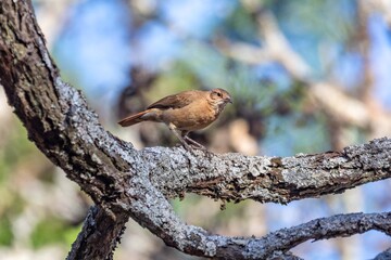 João de Barro Bird, Furnarius rufus, which makes its nest of clay. Iconic South American bird