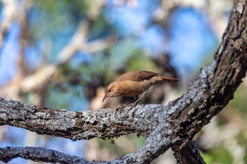 João de Barro Bird, Furnarius rufus, which makes its nest of clay. Iconic South American bird