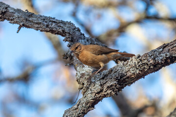 João de Barro Bird, Furnarius rufus, which makes its nest of clay. Iconic South American bird
