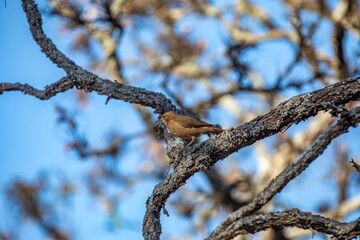 João de Barro Bird, Furnarius rufus, which makes its nest of clay. Iconic South American bird
