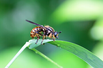 Fly of the species Choerades fimbriata