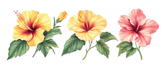 Watercolor hibiscus flowers illustration on white