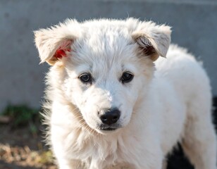 Obraz premium Close-up of a fluffy white puppy