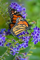 Monarch on purple flowers