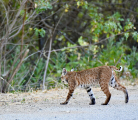 Cute Young Bobcat Wild Cat  Profile view with striped fur walking in Forest