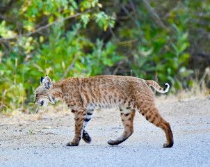 Fototapeta premium Gorgeous Striped Pattern Young Bobcat Lynx walking in forest wilderness 