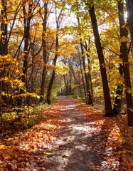 Fototapeta premium A path in the woods covered with colorful fall leaves. Trees. Autumn. 