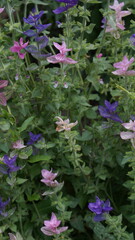 SONY DSC
