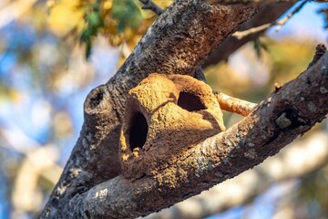 João de Barro Bird, Furnarius rufus, which makes its nest of clay. Iconic South American bird