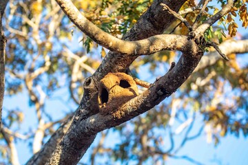 João de Barro Bird, Furnarius rufus, which makes its nest of clay. Iconic South American bird