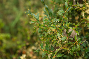 Boxwood bush, Buxus sempervirens, infested with Box tree moth, Cydalima perspectalis, caterpillars
