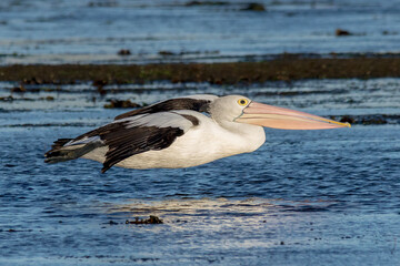 Close Up of Pelican Gliding in Natural Habitat