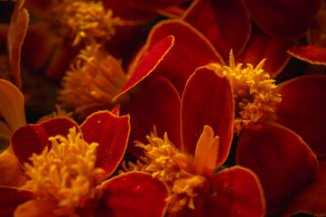 Dramatic macro of velvet red marigolds. Abstract floral texture background for print, autumn seasonal design, wallpaper, and luxury branding
