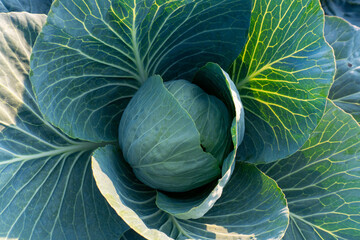 Obraz premium Fresh cabbage nestled among vibrant green lettuce leaves in a sunlight-filled garden