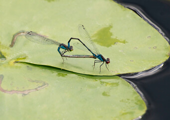 small blue dragonflies mating in a heart shape, mating season on a water lily leaf on a river.