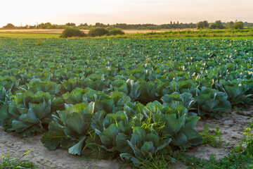 Lush green cabbage and lettuce field flourishing under the golden sunlight in a rural landscape