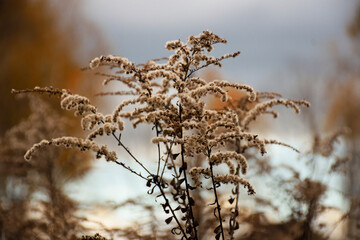 autumn season, dry thorny bush with fluffy inflorescences close-up