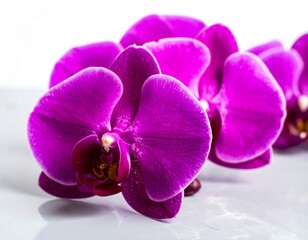 Obraz premium Close-up of vibrant purple orchid flowers blooming on a white background